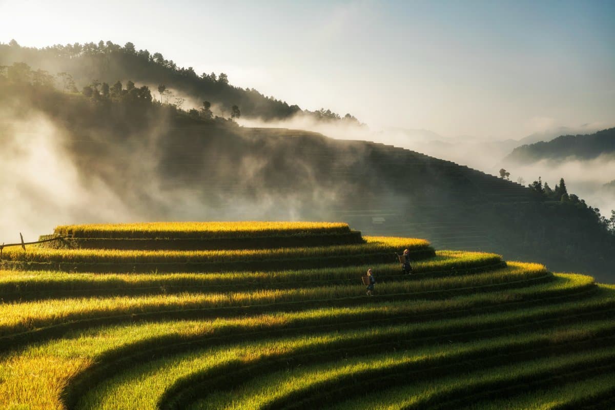 Rice terraces